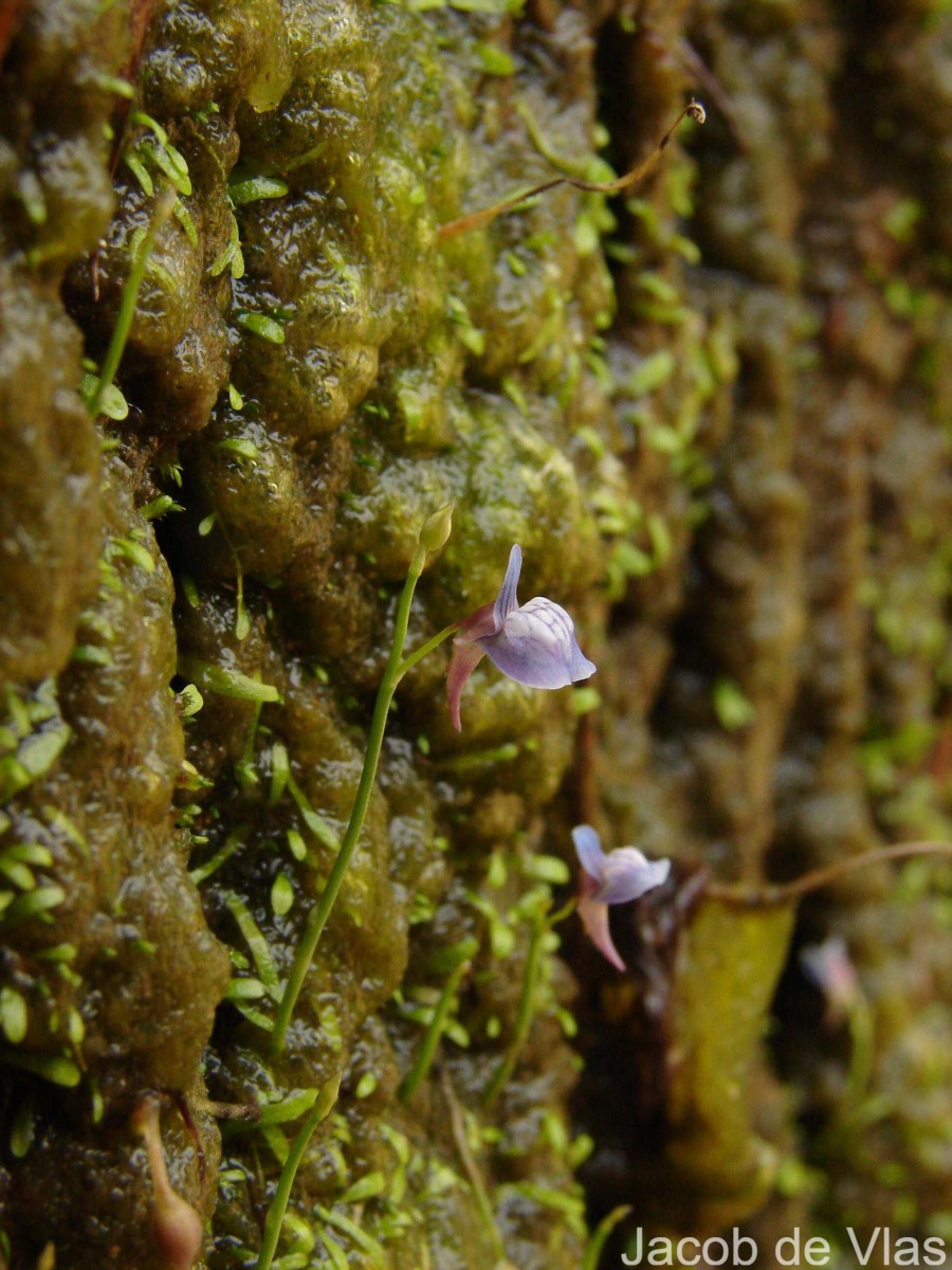 Utricularia graminifolia Vahl